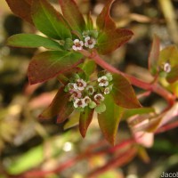 Euphorbia indica Lam.